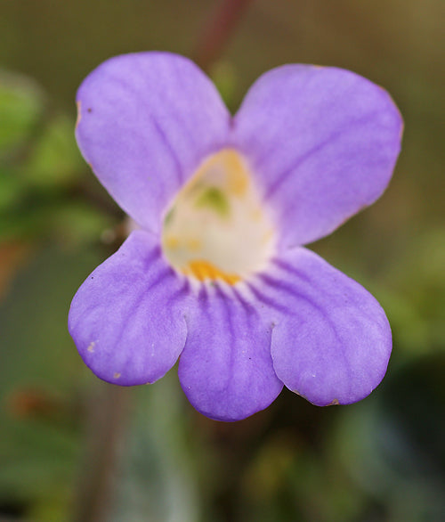 CHIRITA SPECIOSA 'CRÛG CORNETTO' HWJ 9907
