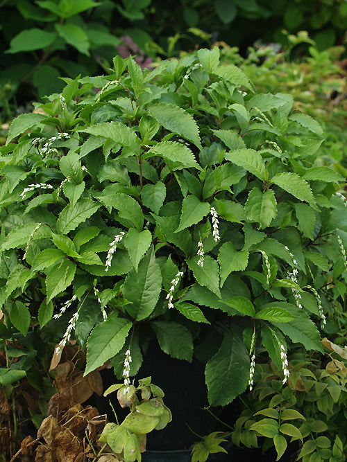 CHLORANTHUS HENRYI