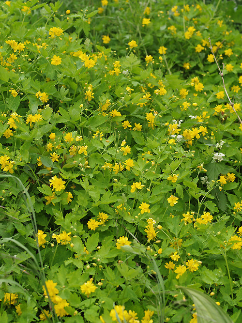 CHELIDONIUM MAJUS 'FLORE PLENO'