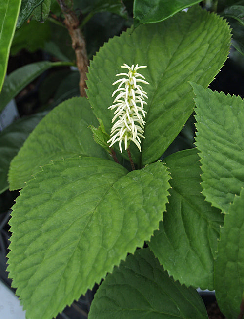 CHLORANTHUS FORTUNEI