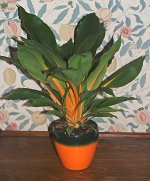 CHLOROPHYTUM ORCHIDASTRUM 'GREEN ORANGE'