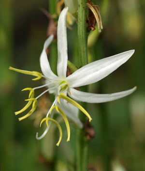 CHLOROPHYTUM MAJUS