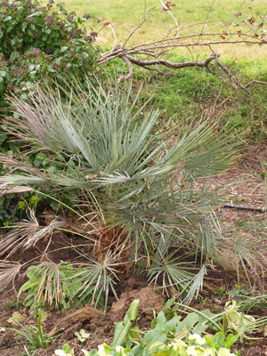 CHAMAEROPS HUMILIS var.ARGENTEA