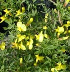 CHAMAECYTISUS HIRSUTUS subsp.HIRSUTISSIMUS