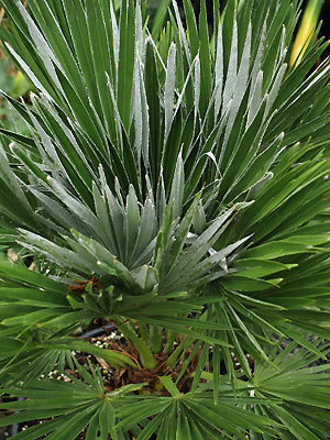 CHAMAEROPS HUMILIS 'VULCANO'