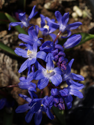 SCILLA SARDENSIS