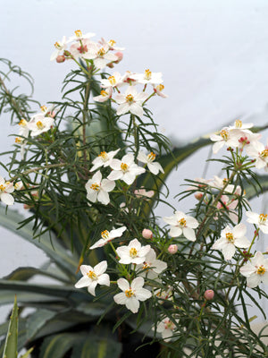 CHOISYA DUMOSA var.ARIZONICA