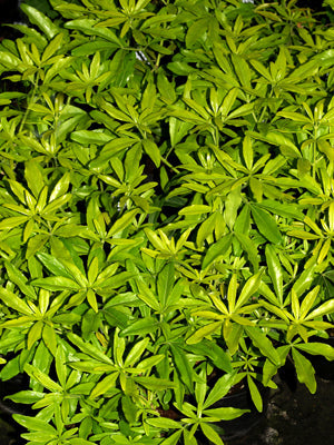 CHOISYA 'GOLDFINGERS'