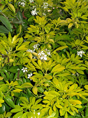 CHOISYA TERNATA 'SUNDANCE'