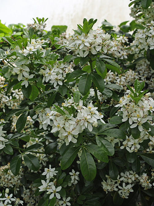 CHOISYA TERNATA 'MOONSHINE'