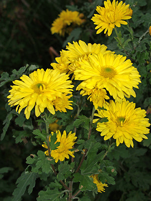 CHRYSANTHEMUM LATE SEMI-DOUBLE YELLOW