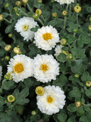 CHRYSANTHEMUM 'ANASTASIA WHITE'