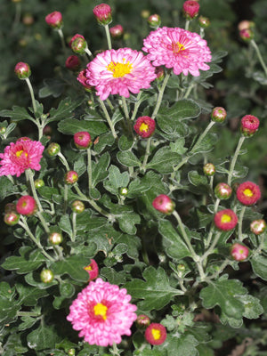 CHRYSANTHEMUM 'MEI-KYO'