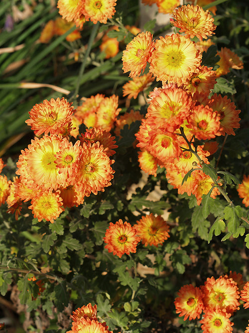 CHRYSANTHEMUM 'APOLLO'