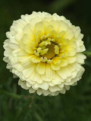 CHRYSANTHEMUM CORONARIUM 'PRIMROSE GEM'