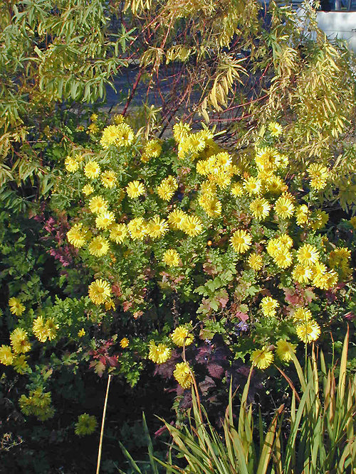 CHRYSANTHEMUM 'COTTAGE YELLOW'