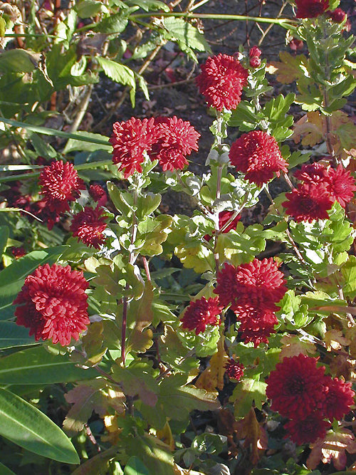 CHRYSANTHEMUM 'CONTRALTO'