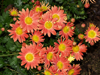 CHRYSANTHEMUM 'COTTAGE APRICOT'