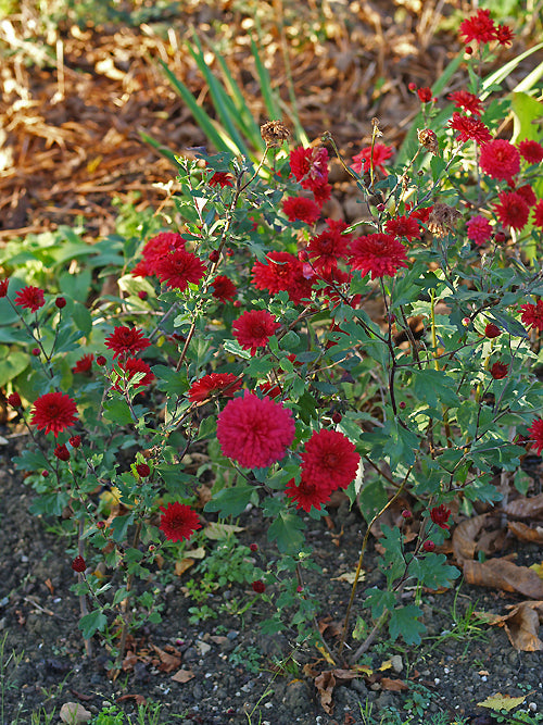 CHRYSANTHEMUM 'DOUBLE COPPER'