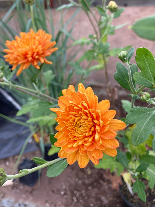 CHRYSANTHEMUM 'DIXTER ORANGE'