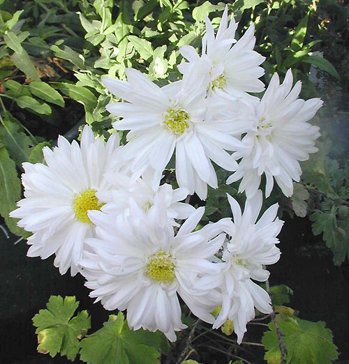 CHRYSANTHEMUM 'EDELWEISS'