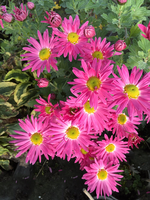 CHRYSANTHEMUM 'LA DAMOISELLE'