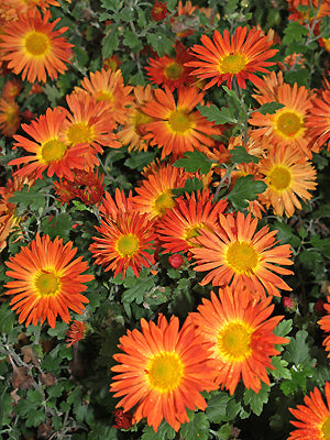 CHRYSANTHEMUM 'MARION'