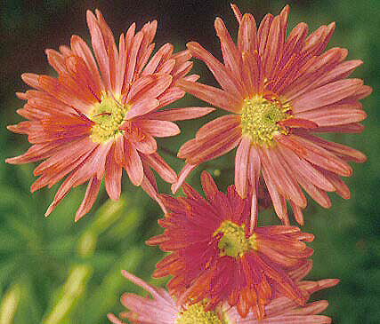 CHRYSANTHEMUM RUBELLUM 6