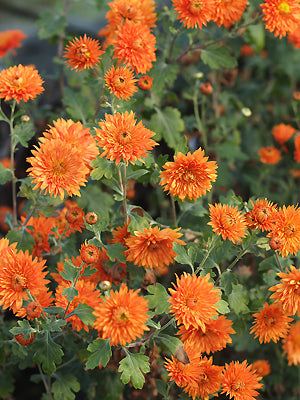 CHRYSANTHEMUM 'PAUL BOISSIER'