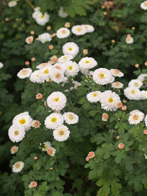 CHRYSANTHEMUM 'PURLEIGH WHITE'