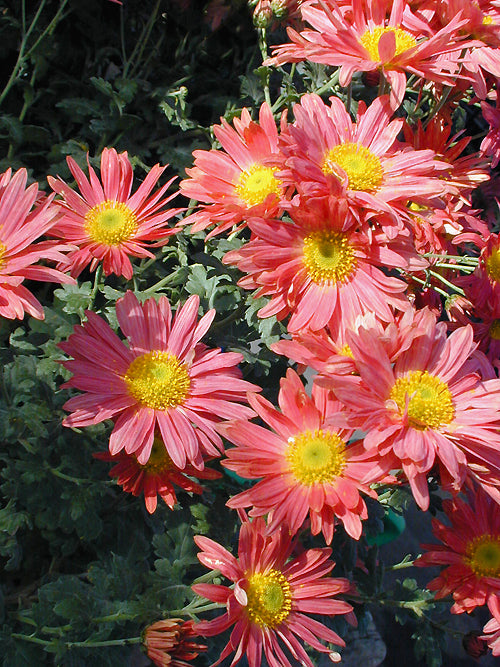 CHRYSANTHEMUM 'ROSE MADDER'