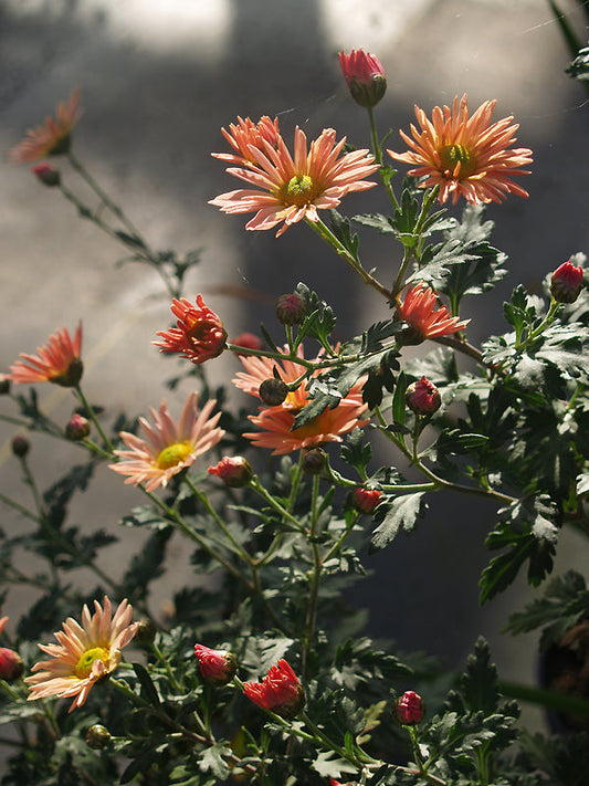 CHRYSANTHEMUM 'SAMBA'