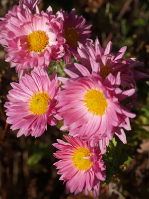 CHRYSANTHEMUM 'VAGABOND PRINCE'