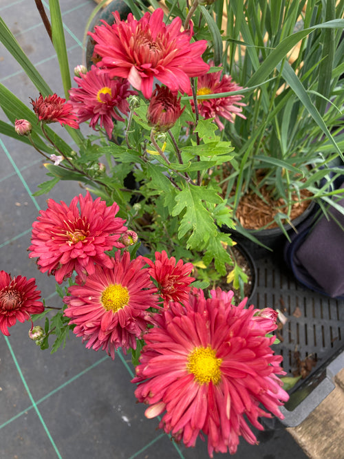 CHRYSANTHEMUM 'WENDY TENCH'