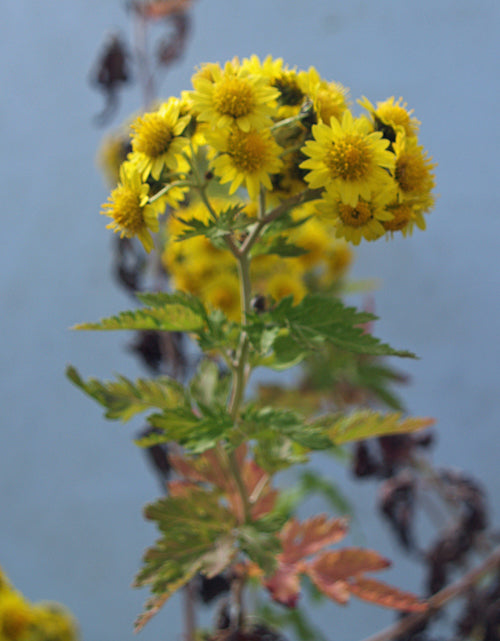 CHRYSANTHEMUM BOREALE