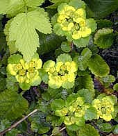 CHRYSOSPLENIUM DAVIDIANUM