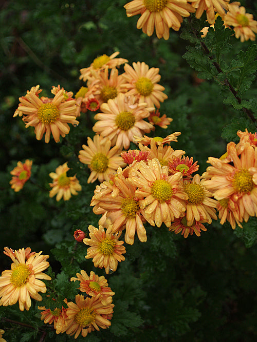 CHRYSANTHEMUM 'GOLDENGREENHEART'