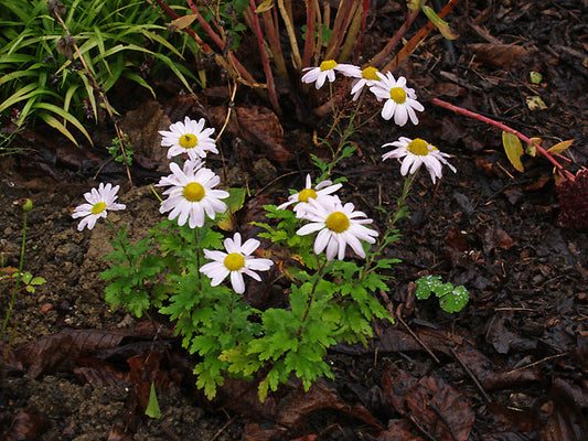 CHRYSANTHEMUM 'INNOCENCE'