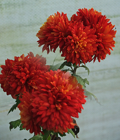 CHRYSANTHEMUM 'KÖNIGSSOHN'