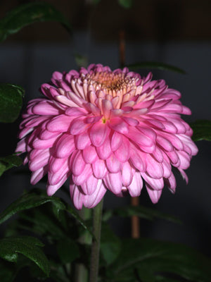 CHRYSANTHEMUM 'MARGARET'
