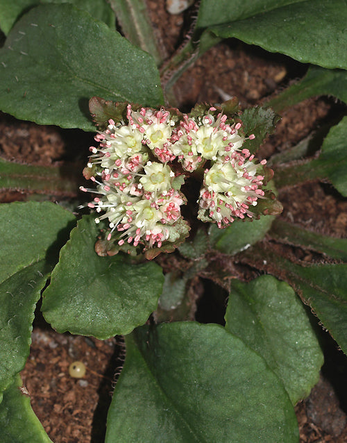 CHRYSOSPLENIUM MACROPHYLLUM