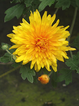 CHRYSANTHEMUM 'RUBY RAYNOR'
