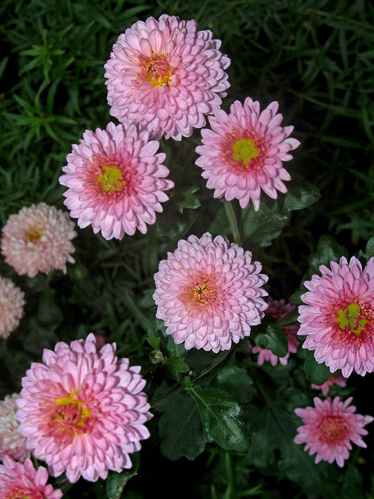 CHRYSANTHEMUM 'ROSETTA'
