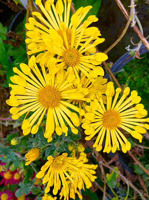 CHRYSANTHEMUM 'SHINING LIGHT'