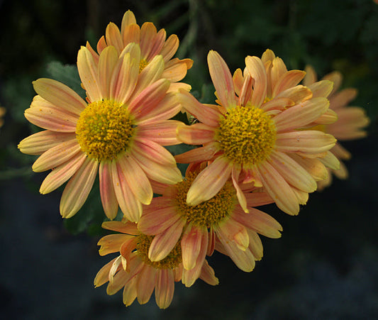 CHRYSANTHEMUM 'THIERRY DELABROYE'
