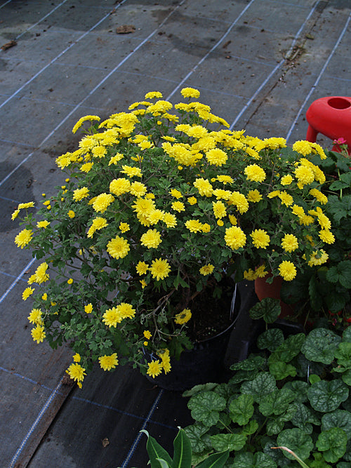 CHRYSANTHEMUM unnamed good double yellow