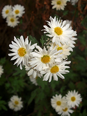 Buy Chrysanthemum 'E. H. Wilson'