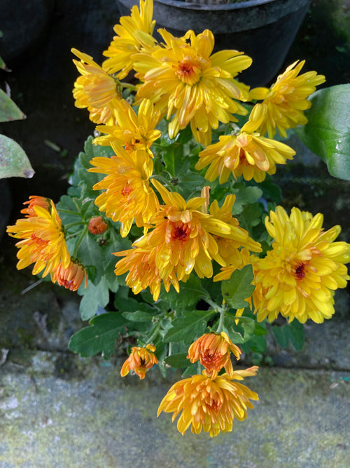 CHRYSANTHEMUM yellow-bronze from Moyagh