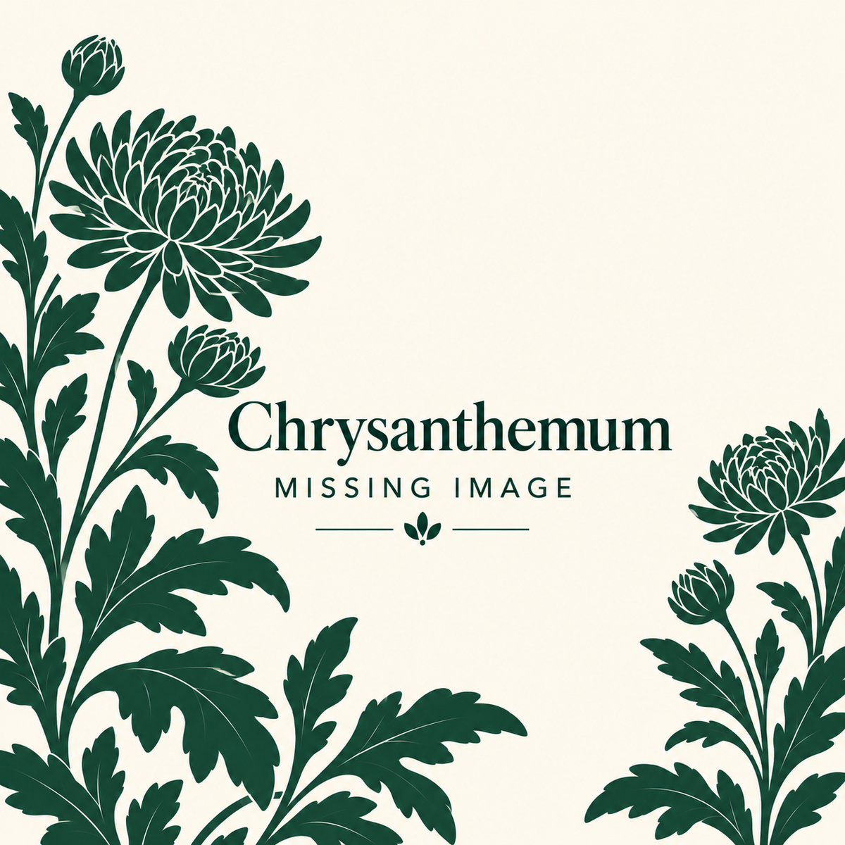 Chrysanthemum plants for sale