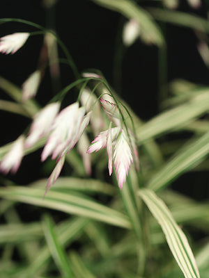CHASMANTHIUM LATIFOLIUM 'RIVER MIST'